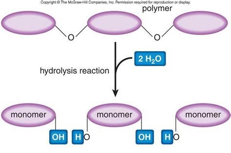 hydrolysis of disaccharides and polysaccharides|1.4 Condensation & Hydrolysis .